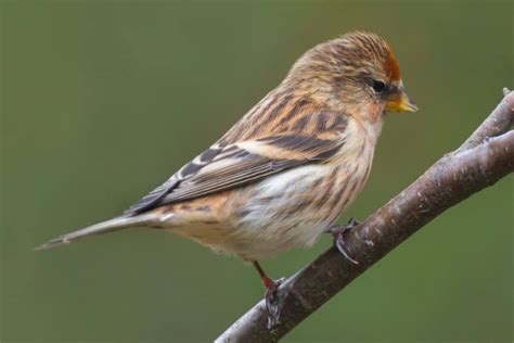 gartenvögel roter kopf